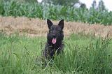 BOUVIER DES ARDENNES 347